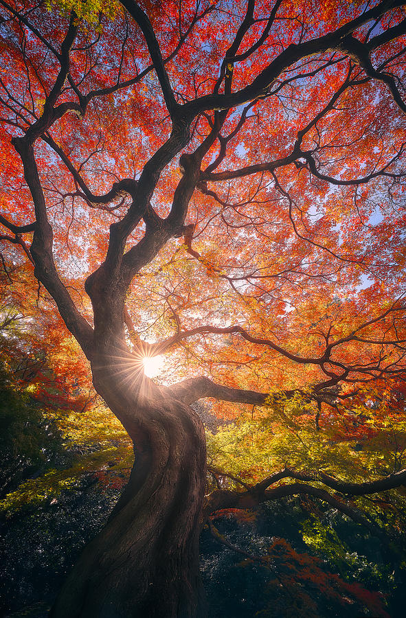 Tree Photograph - The Japanese Tree by Javier De La Torre