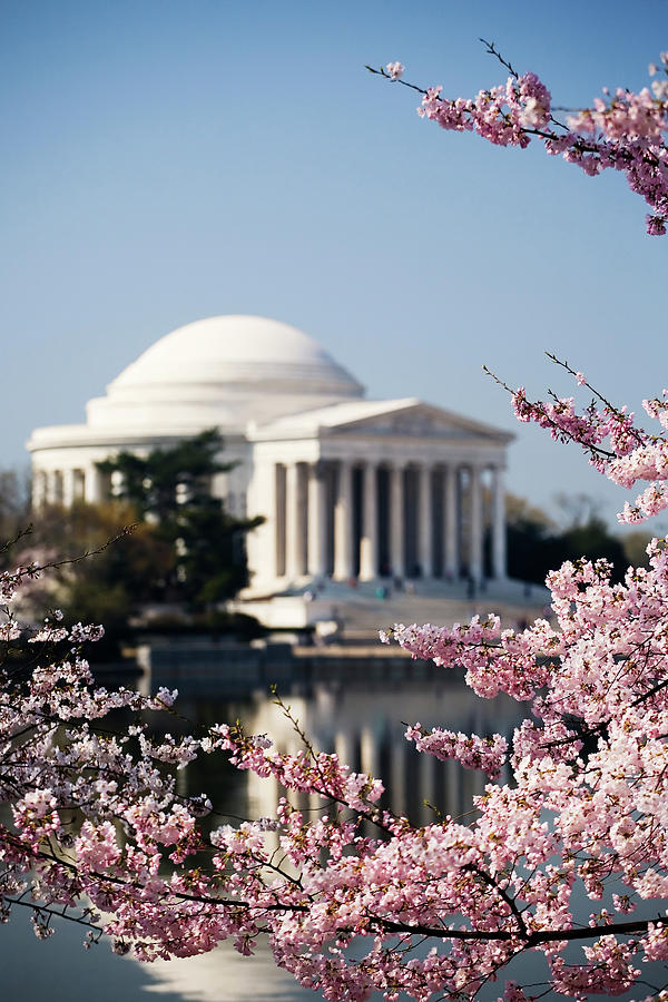 The Jefferson Memorial Framed By Cherry Photograph by Uyen Le