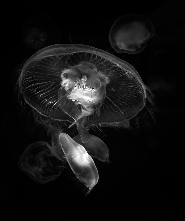 The Jellies In Black and White Photograph by Greg and Chrystal Mimbs