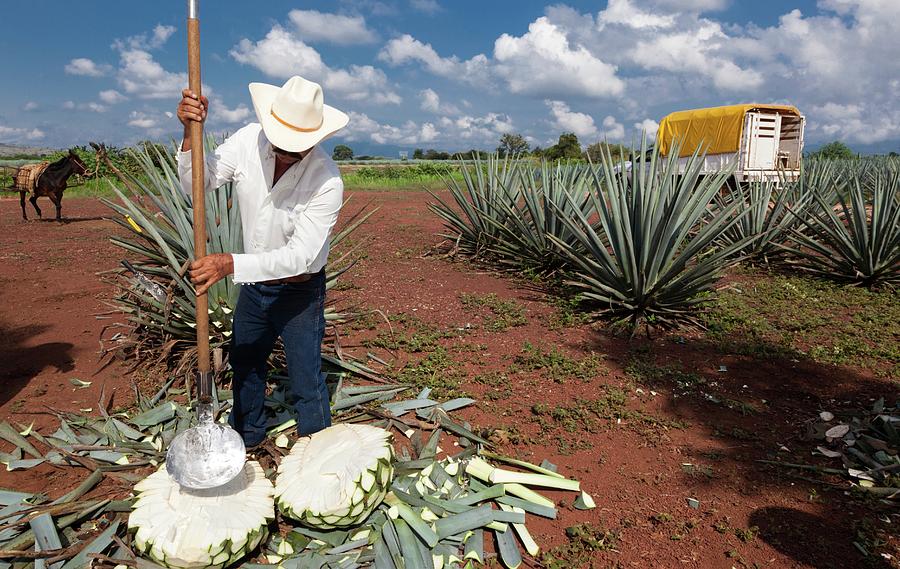 The Jima Is The Harvest Of The Ageve Photograph by Luis Davilla - Fine ...