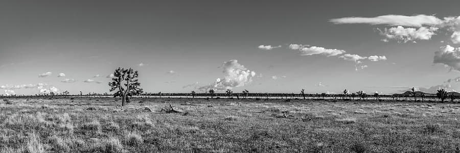 The  Joshua Tree Plains - Black and White Photograph by Peter Tellone