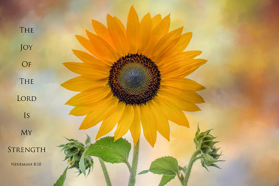 Sunflower Photograph - The Joy by Lynn Hopwood