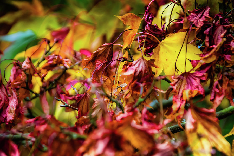 The Joy of Acers - 2 Photograph by Christopher Maxum
