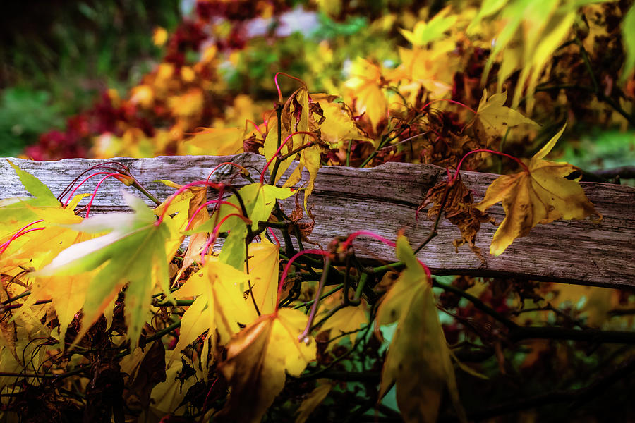 The Joy of Acers Photograph by Christopher Maxum