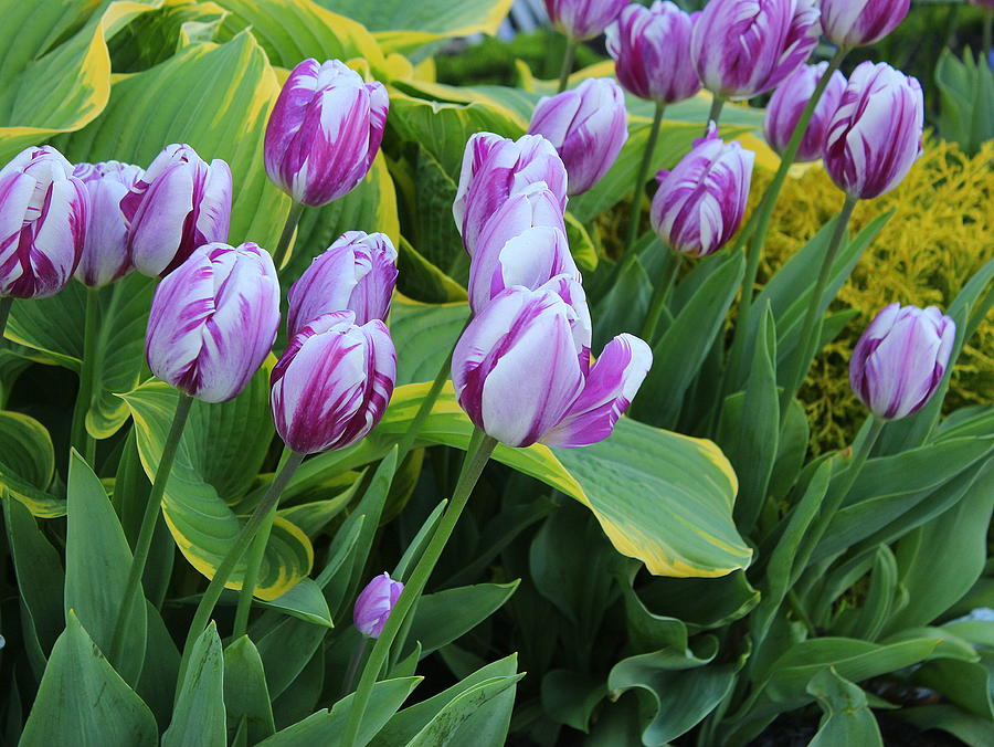 The Joy Of Spring Tulips In White And Purple Photograph By Dora Sofia Caputo 8264