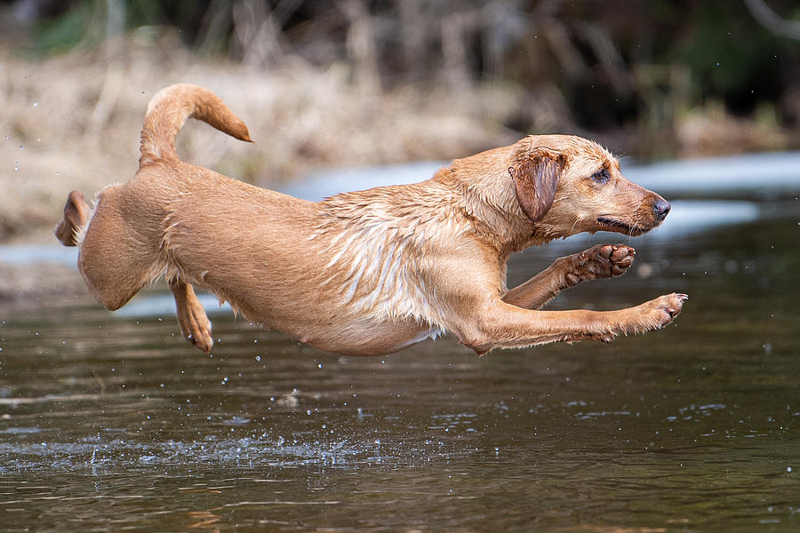 The Jumping Dog Photograph by Ole Walter Sundlo