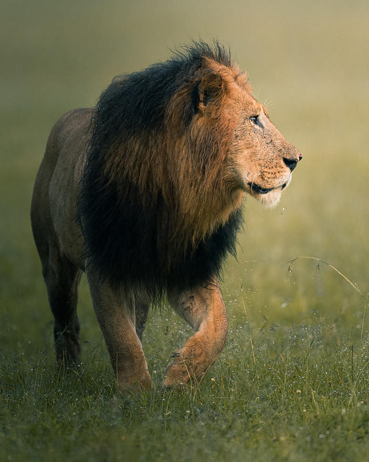Nature Photograph - The King by Ahmed Sobhi