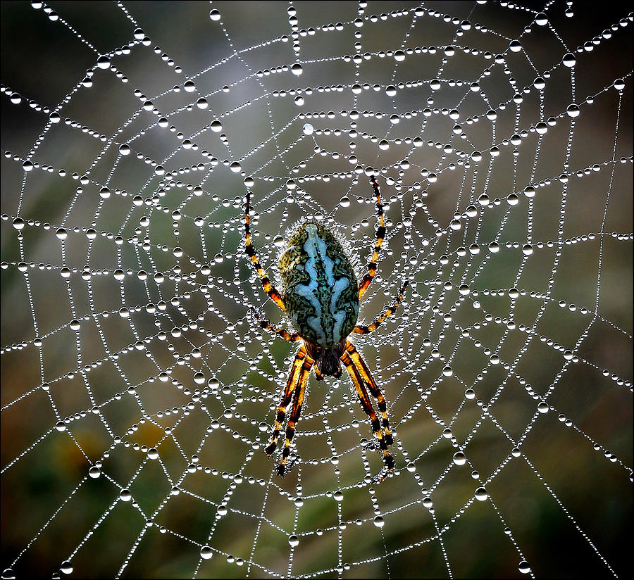 Spider Photograph - The King by Alessandro Ferretti