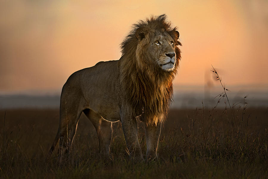 Wildlife Photograph - The King In The Morning Light by Xavier Ortega