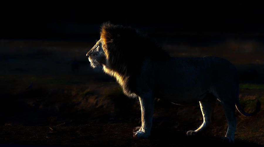 Outline Photograph - The King In The  Very Early  Morning by Jie Fischer