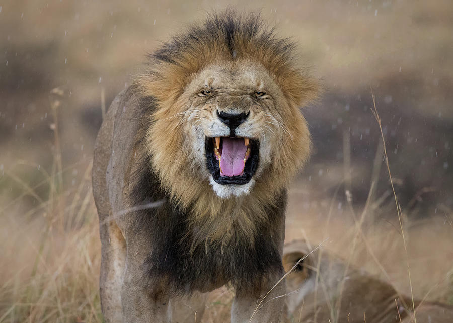 The King Is Mad Photograph by Young Feng - Fine Art America