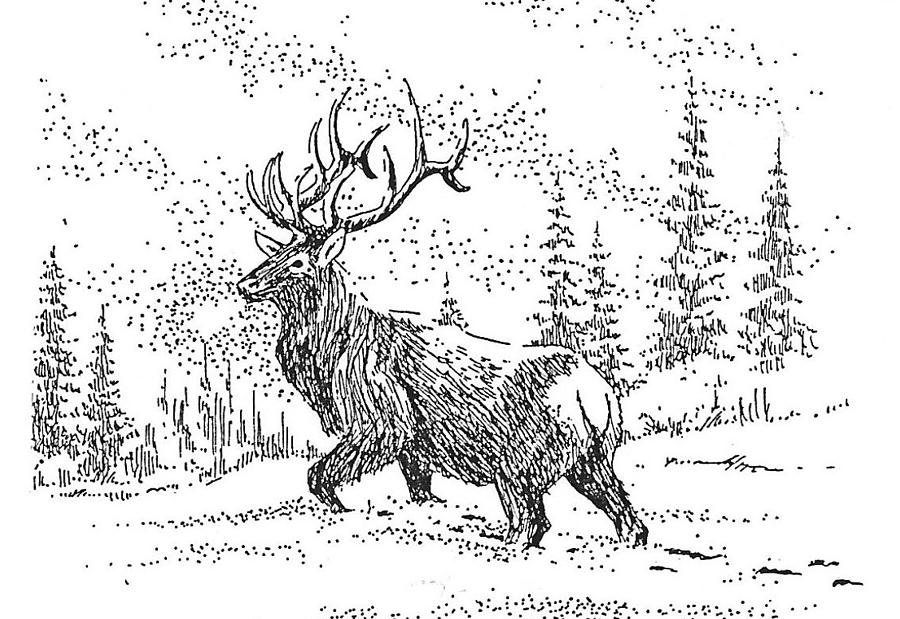 Elk Drawing - The King by Kevin Heaney Elk Drawing - The King by Kevin Heaney