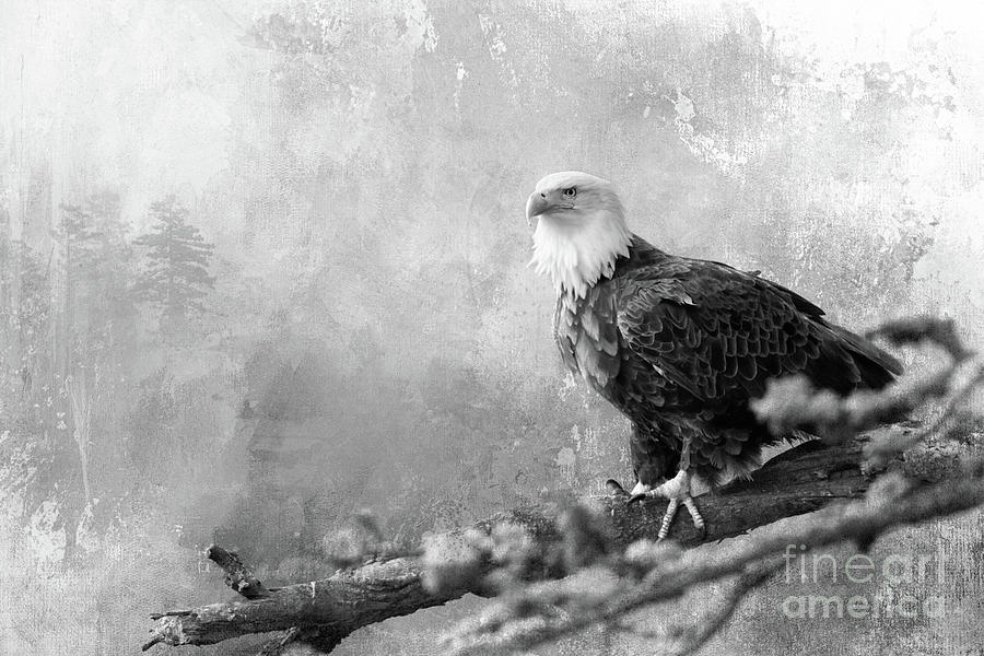 The King of Birds - BW Photograph by Beve Brown-Clark Photography