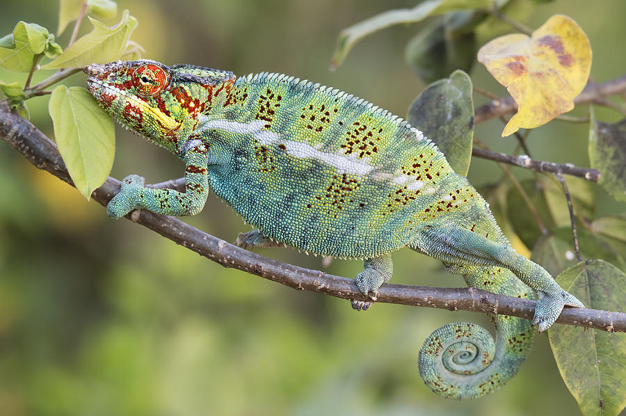 Nature Photograph - The King Of Chameleon by Marco Pozzi