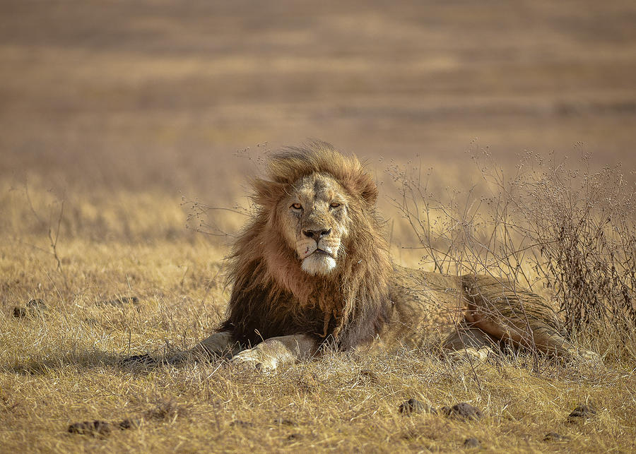 The King Of Ngorongoro Crater Iv Photograph by Thomas Habtu