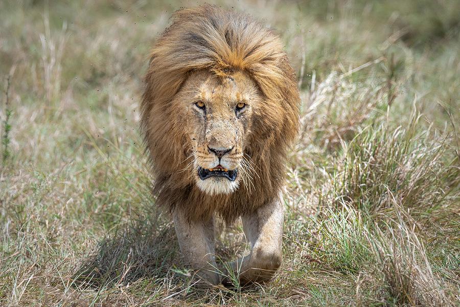 Nature Photograph - The King Of The Jungle On The Prowl by Jeffrey C. Sink