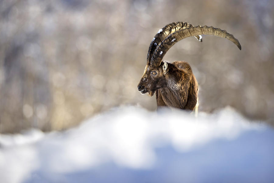 Wildlife Photograph - The King Of The Mountain by Marco Redaelli