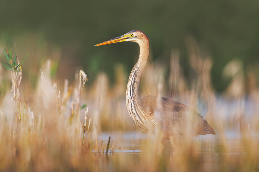 Nature Photograph - The King Of The Reeds by Marco Gentili