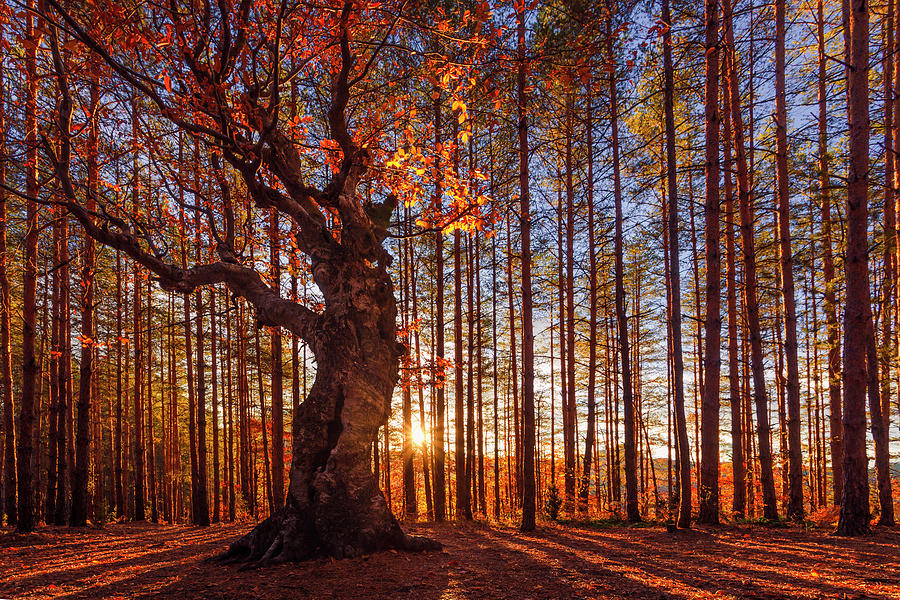 The King Of The Trees Photograph by Evgeni Dinev