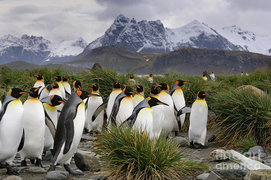 King Penguins with a Mountain Backdrop on South Georgia Island Photograph by Tom Schwabel
