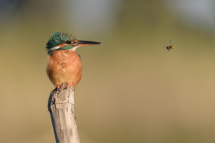 Nature Photograph - The Kingfisher And The Bee by Massimo Tamajo