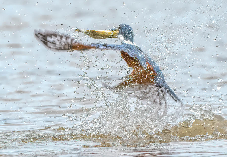 the Kingfisher Photograph by Wade Aiken