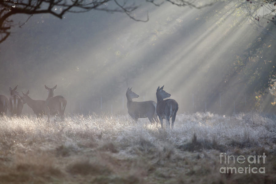 The Kings Deer In Richmond Park, London Photograph by Tu Xa Ha Noi