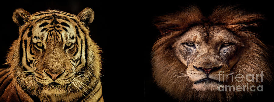 The Kings Of The Beasts Photograph