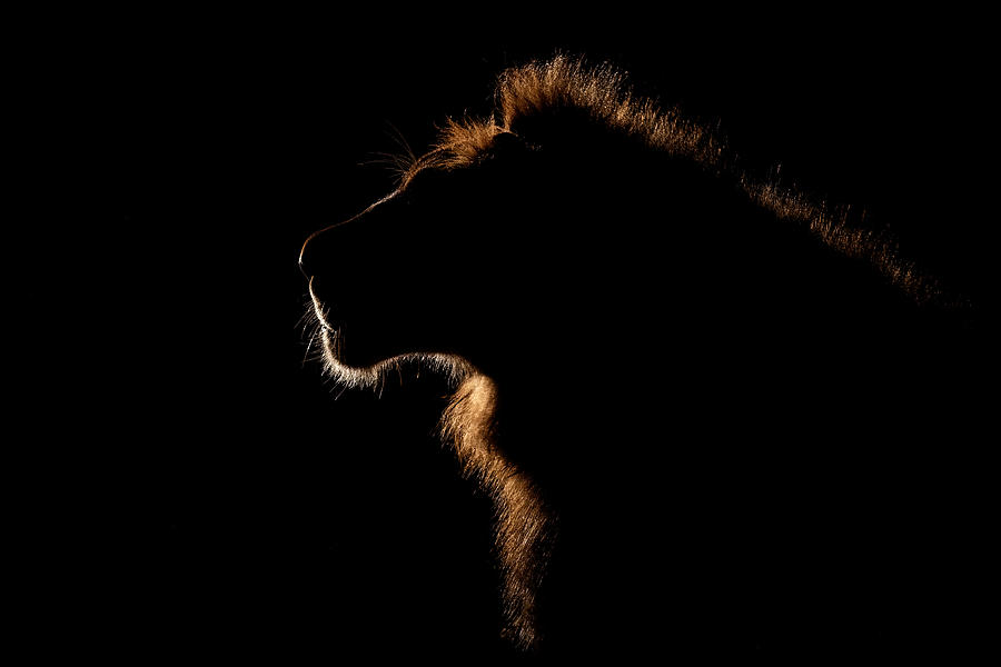 The King\s Outline Photograph by Alessandro Catta