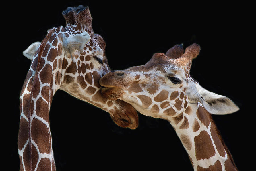 Giraffe Photograph - The Kiss by Manfred Foeger