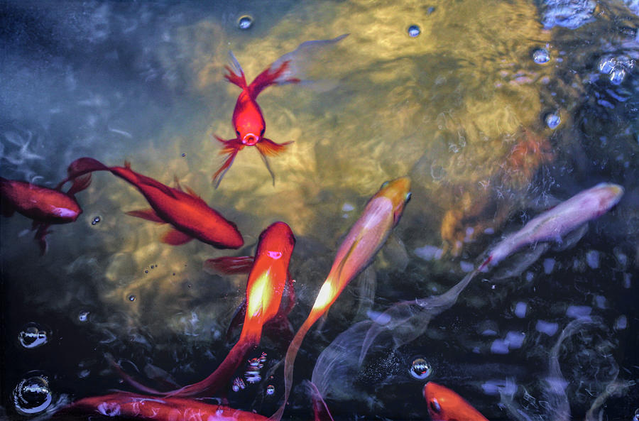 The Koi Pond Digital Art by Susan Hope Finley