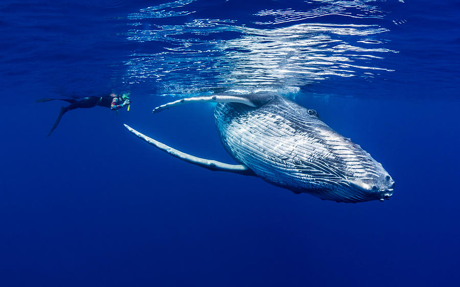The Lady & The Humpback Photograph by Thomas Marti