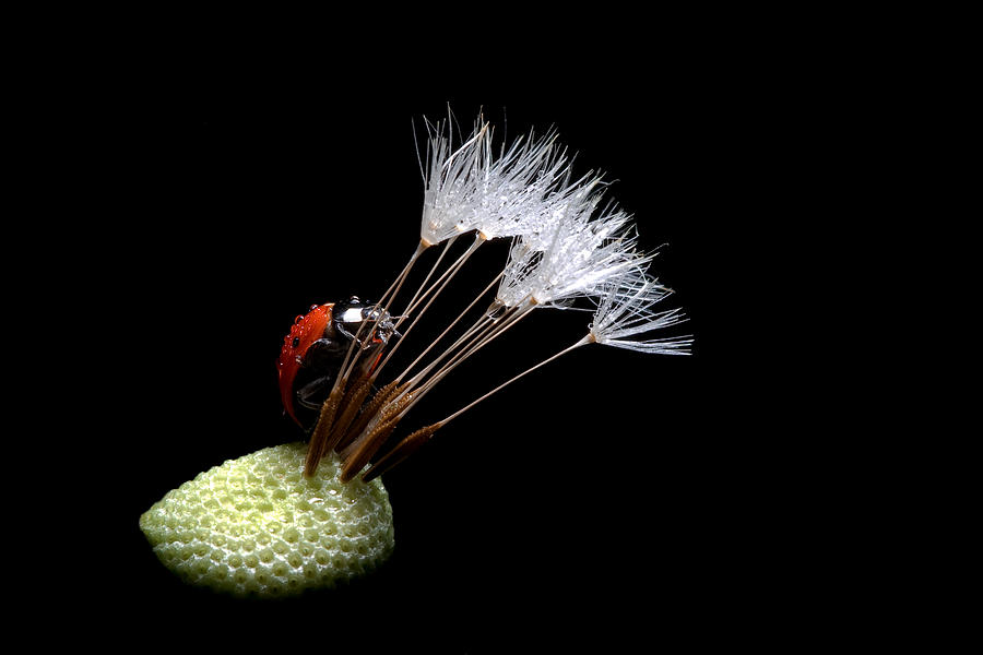 Ladybug Photograph - The Lady Bug And The Dandelion II by Fabien Bravin