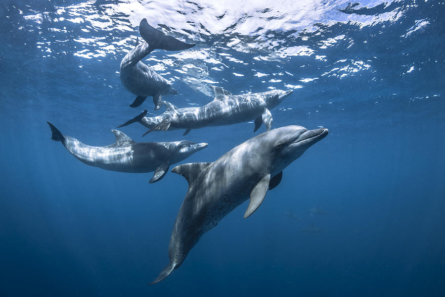 The Lagoon Dolphins! Photograph by Barathieu Gabriel