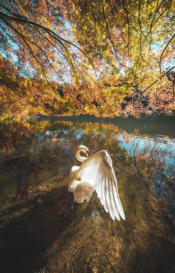 Animal Photograph - The Lake Of Swan by Murakyami Daichi