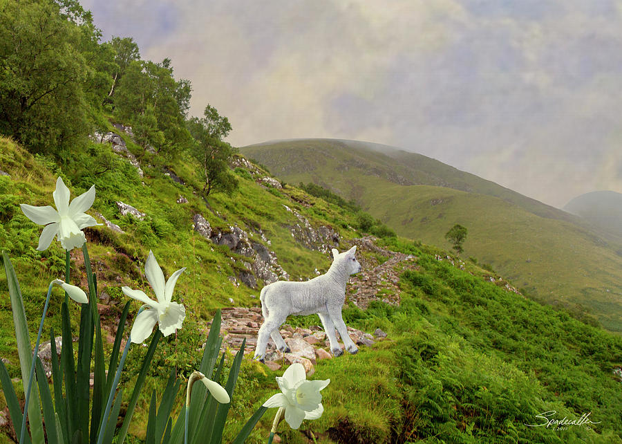 Flower Digital Art - The Lamb and Wild Daffodils by M Spadecaller