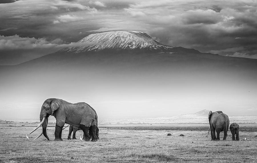 The Land Of Giants Photograph by Jeffrey C. Sink - Fine Art America