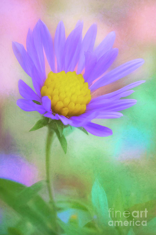 The Last Aster of Autumn Photograph by Anita Pollak