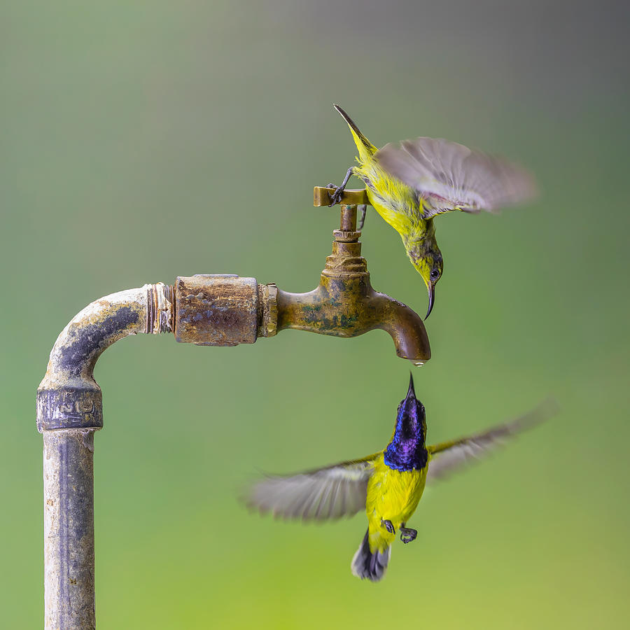 The Last Drop Photograph by Gunarto Song