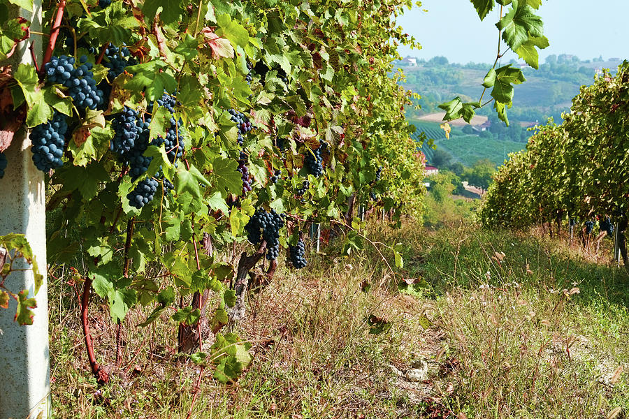 The last grapes Photograph by Guido Strambio | Fine Art America