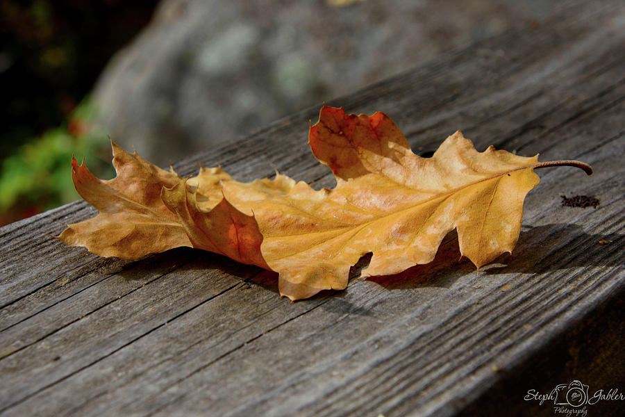 The Last Leaf Photograph by Steph Gabler