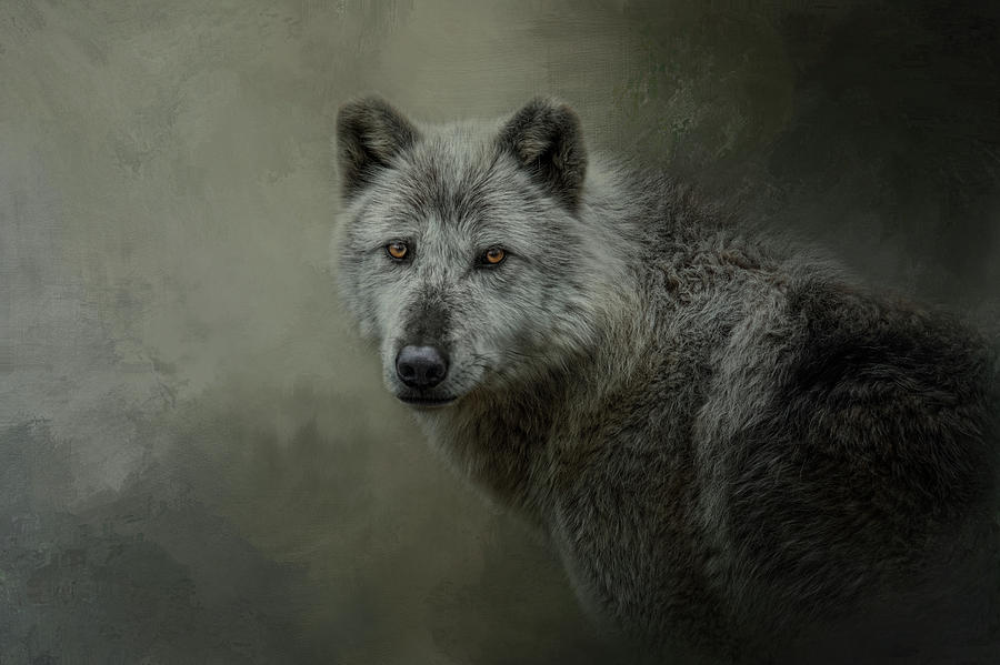The Last Look Back by Kelley Parker The Last Look Back by Kelley Parker