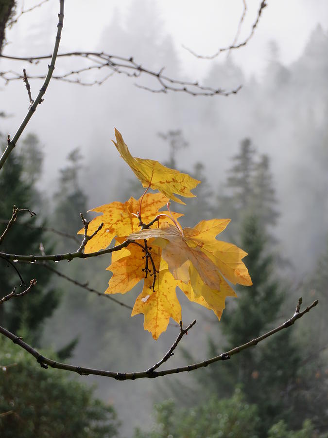 Nature Photograph - Fog and the Last Maple Leaves by Susan Lindblom