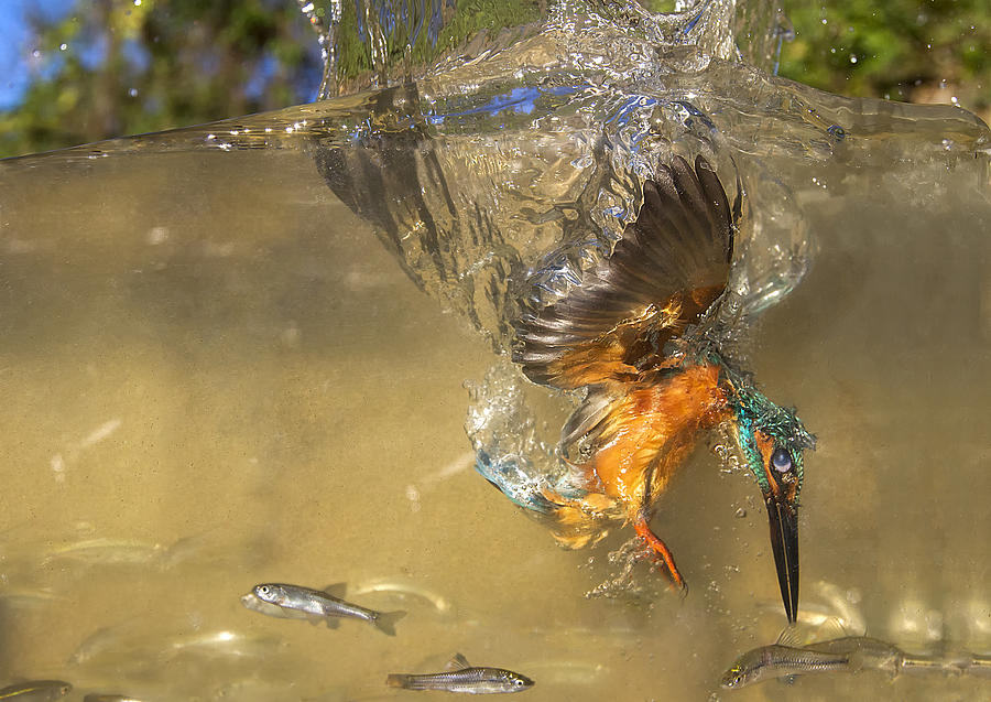 Kingfisher Photograph - The Last Millimeter by Marco Redaelli