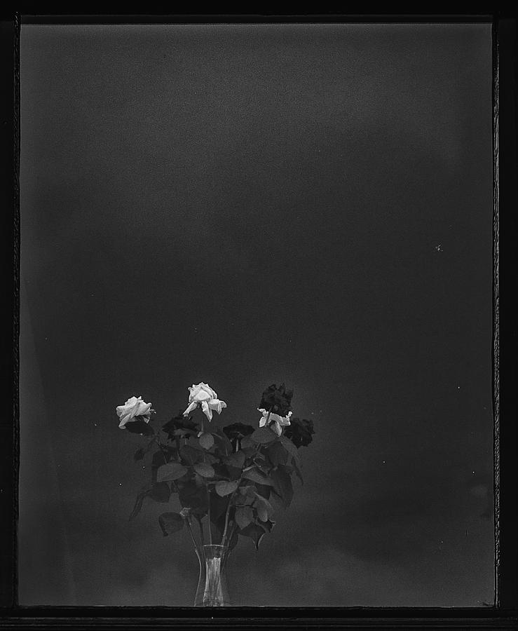 The Last Roses Photograph by Susanne Stoop