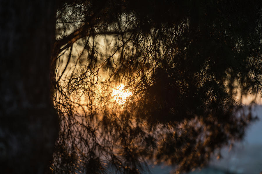 The Last Sunlight At Sunset Seen Through The Spiny Leaves Of A Pine Tree In Medellin, Extremadura, S Photograph