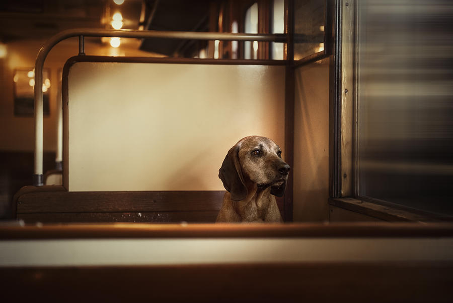 Dog Photograph - The Last Train Home by Heike Willers