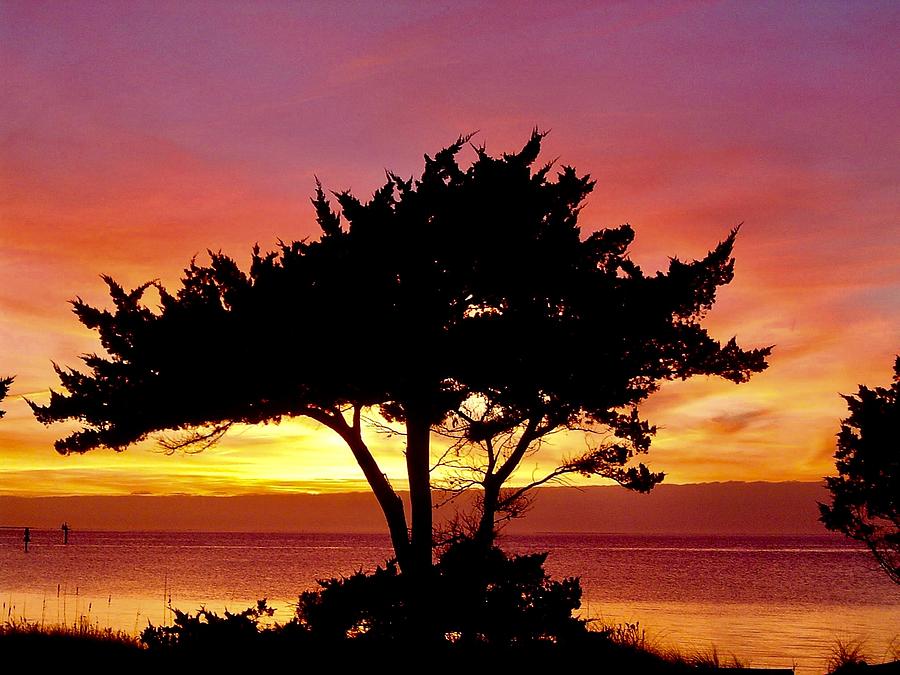 The Last Tree of Rodanthe Photograph by Jim Feaster - Fine Art America