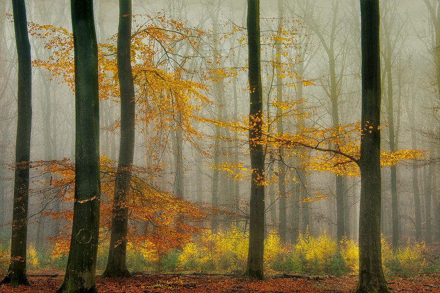 The Latest Autumn Colors ............. Photograph by Piet Haaksma