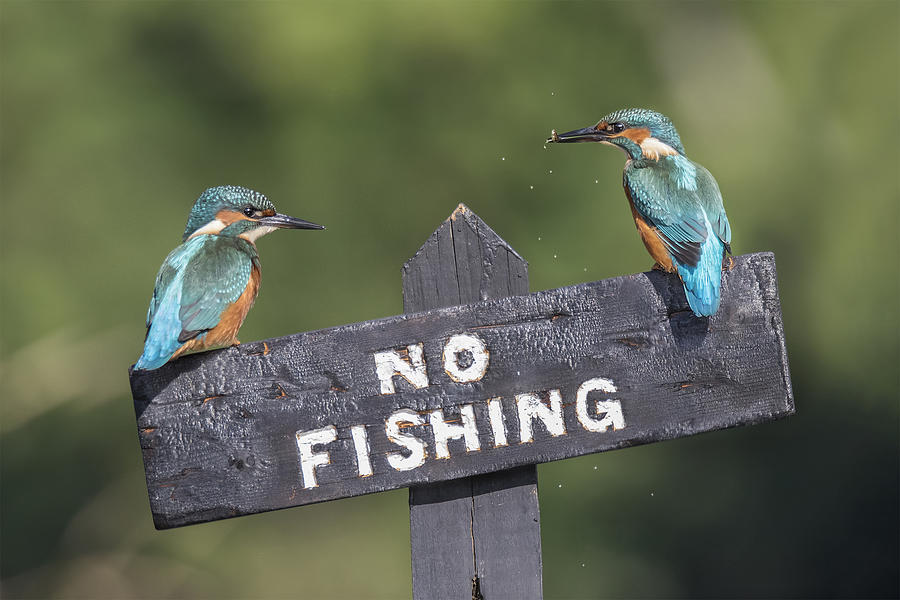 Kingfisher Photograph - The Law Breakers by Kieran O Mahony